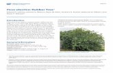 Ficus elastica: Rubber Tree
