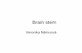 Brain stem - cuni.cz