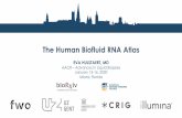 The Human Biofluid RNA Atlas