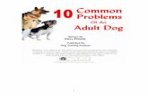 10 Common Problems - Learn How to Train Your Puppy to Obey