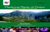 Medicinal Plants of Dolpo - Panda