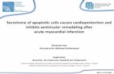 Secretome of apoptotic cells causes cardioprotection and ...