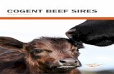 COGENT BEEF SIRES