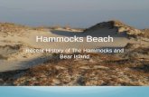 Hammocks Beach - Wild Apricot