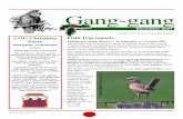 Gang-gang December 2007 FINAL - Canberra Birds