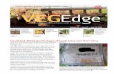 VegEdge newsletter – Vol. 16, Iss. 17, 7/29/2020