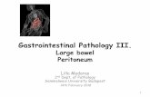 Large bowel Peritoneum - semmelweis.hu