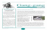 Gang-gang August 2007