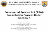 Endangered Species Act Consultation Process Under Section 7