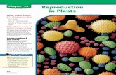Chapter 24: Reproduction in Plants