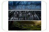 The Deep Dark Wood Resources - Auris