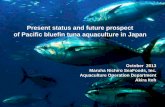 Present status and future prospect of Pacific bluefin tuna ...