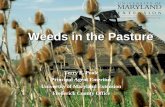 Weeds in the Pasture - UMD