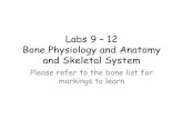 Labs 9 – 13 Bone Physiology and Anatomy and Skeletal System