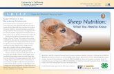 S O Sheep Nutrition - UCANR