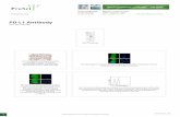 PD-L1 Antibody PDF