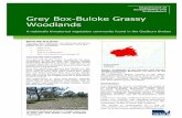 Grey Box-Buloke Grassy Woodlands