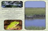Broadkill Watershed Wetland Report - Delaware