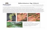 Montana Ag Alert - Montana State University