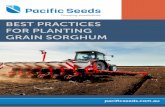 BEST PRACTICES FOR PLANTING GRAIN SORGHUM