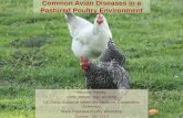 Common Avian Diseases in a Pastured Poultry Environment