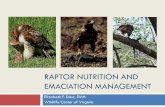 Raptor Emaciation Management and Nutrition