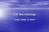 Techniques in Cell Necrobiology