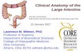 Clinical Anatomy of the Large Intestine - Ohio University