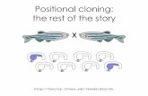 Positional cloning the rest of the story