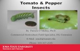 Tomato & Pepper Insects