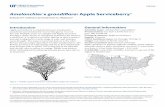 Amelanchier x grandiflora: Apple Serviceberry