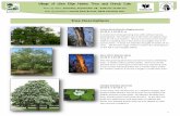 Tree Descriptions - The Conservation Foundation