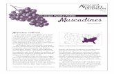 Grape Variety Profile: Muscadines