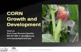 Corn Growth and Development - Grain Crops