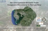 An Unexpected Benefit from Seagrass Recovery in Tampa Bay