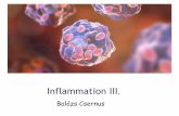 Inflammation III - Elitegyetem