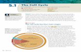 5.1 The Cell Cycle - Ms. Beggs Teaching Website