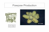 Pawpaw Production