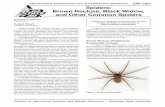 EPP-7301 Spiders: Brown Recluse, Black Widow, and Other ...