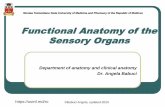 Functional Anatomy of the Sensory Organs