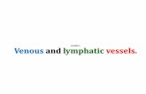 Venous and lymphatic vessels. - HUMAN ANATOMY