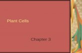 Plant Cells Chapter 3 - Weebly