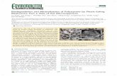 Biodegradation and Mineralization of Polystyrene by ...