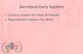 Urinary System for Male & Female Reproductive System for Male