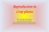 Reproduction in Crop plants