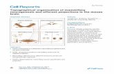 Topographical organization of mammillary neurogenesis and ...