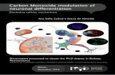 Carbon Monoxide modulation of neuronal differentiation