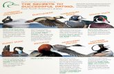 Ducks Unlimited Canada presents The secrets to Most ducks ...