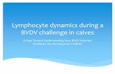 Lymphocyte dynamics during a BVDV challenge in calves
