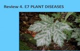 Review 4. E7 PLANT DISEASES - University of Minnesota